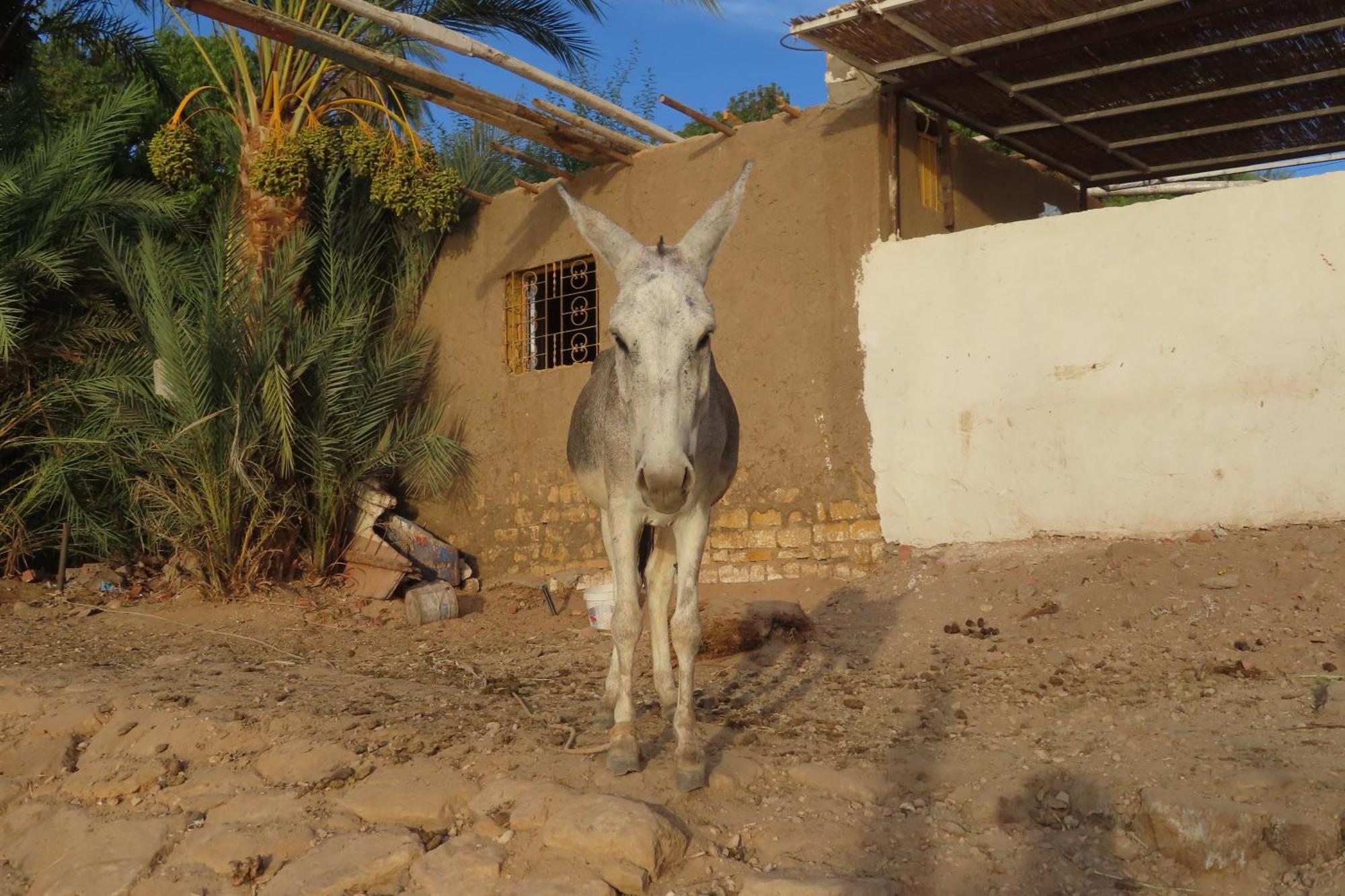 Nubian Lotus Bed and Breakfast Aswan Exteriör bild