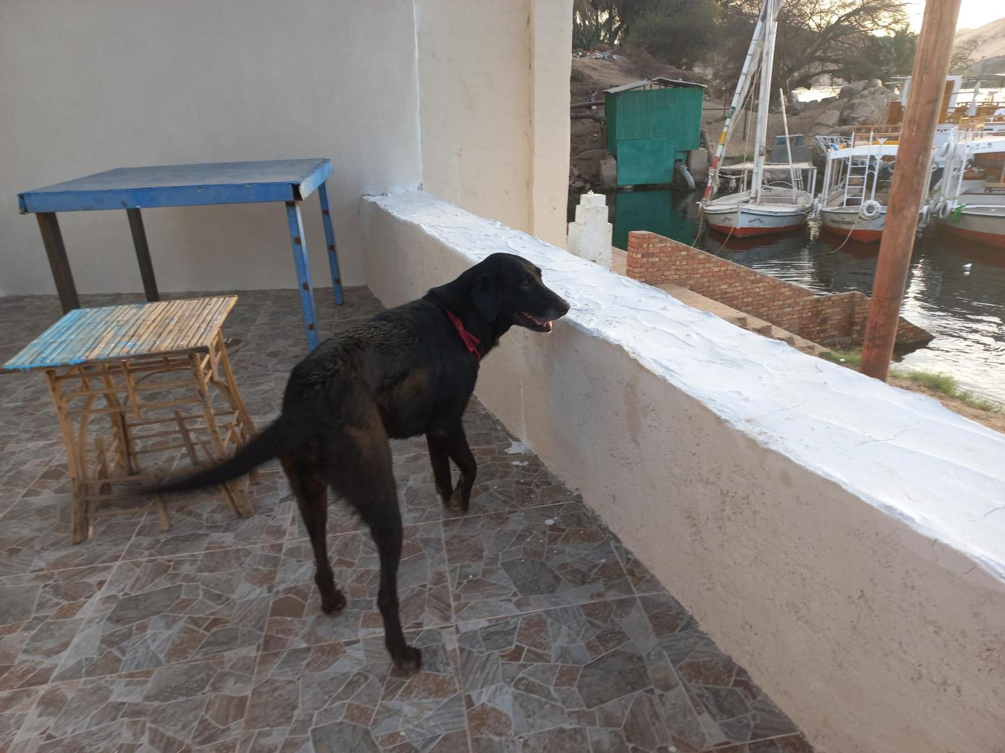 Nubian Lotus Bed and Breakfast Aswan Exteriör bild